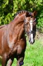 Superbe hongre de 5 ans dressage haut potentiel