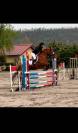 Ponette PFS par Sandro Boy (OLD) x Hipipip (Welsh) 