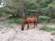 Quarterhorse hongre loisir