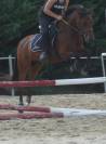 PONEY AVEC BEAUCOUP DE POTENTIEL