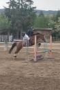 Poney de sport Dressage/obstacle