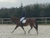 Poney de sport Dressage/obstacle