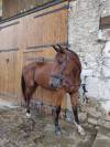 Cheval polyvalent à vendre