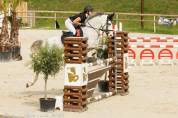 Poney D pour du loisir 