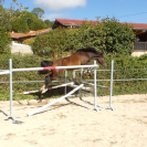 Jument Poney Français de Selle 5 ans