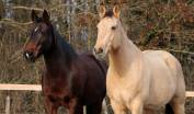 Couple chevaux américain à placer ensemble 