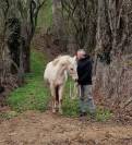 PONEY PALOMINO CONNEMARA X PFS