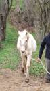 PONEY PALOMINO CONNEMARA X PFS