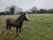 Pouliche welsh part bred