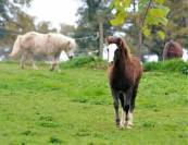 Pouliche welsh part bred