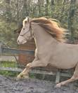 Caballo castrado PRE Pura Raza Española En venta 2016 Perlino