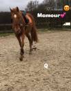 Poulain de 3 ans à vendre 
