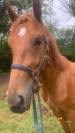 Poulain de 3 ans à vendre 