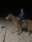 Poulain de 3 ans à vendre 