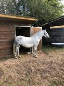 URGENT Lot Chevaux Iberiques