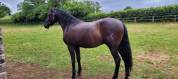 URGENT Lot Chevaux Iberiques