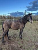 URGENT Lot Chevaux Iberiques