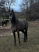 URGENT Lot Chevaux Iberiques