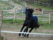 Fonds de commerce. Pension de chevaux/Poney club/Gîtes