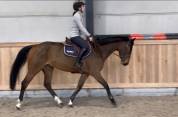 Jument prenant 4 ans Conte Bellini x Quantum