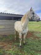 Hongre Appaloosa Pp