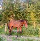 2 ans par Joker D’Euskadi (Diarado) 