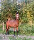 2 ans par Joker D’Euskadi (Diarado) 