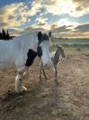 Poulinière gipsy cob