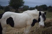 Poulinière gipsy cob