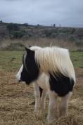 Poulinière gipsy cob