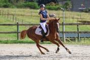 Poney Française de Selle 8 ans