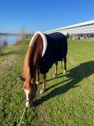 Poney Française de Selle 8 ans