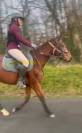 Jument pur sang 4 ans idéal club ou premier cheval