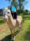 Ponette welsh palomino