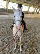 Ponette welsh palomino