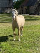 Ponette welsh palomino