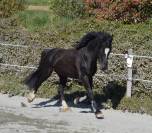 Welsh cob D 9 ans