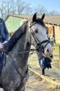 Poney D gros moyens 