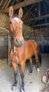 Cheval Gold d’Isky  Hongre 8 ans 