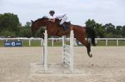 Cheval Gold d’Isky  Hongre 8 ans 