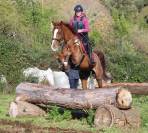 CABALLO DE DEPORTE ESPAÑOL ALAZÁN DE COMPLETOS