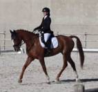 CABALLO DE DEPORTE ESPAÑOL ALAZÁN DE COMPLETOS