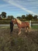 Poulain haflinger 