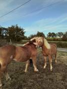 Poulain haflinger 