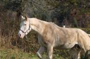 Cheval hongre polyvalent et adorable