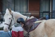 Cheval hongre polyvalent et adorable