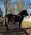 Poney Dartmoor Part Bred 