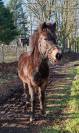 Poney Dartmoor Part Bred 