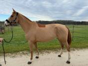 JUMENT DE 5 ANS (FUNKY MUSIC SEMILLY X CACAO COURCELLE)