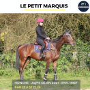 SUPERBE HONGRE - LE PETIT MARQUIS - 4 ANS 